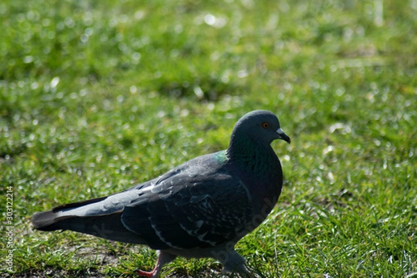 Obraz pigeon