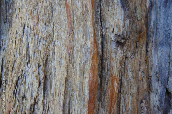 Obraz Old dry wood texture pattern