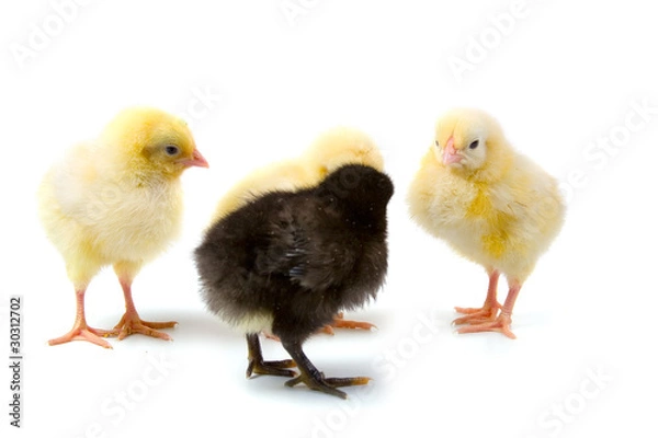 Obraz Chickens