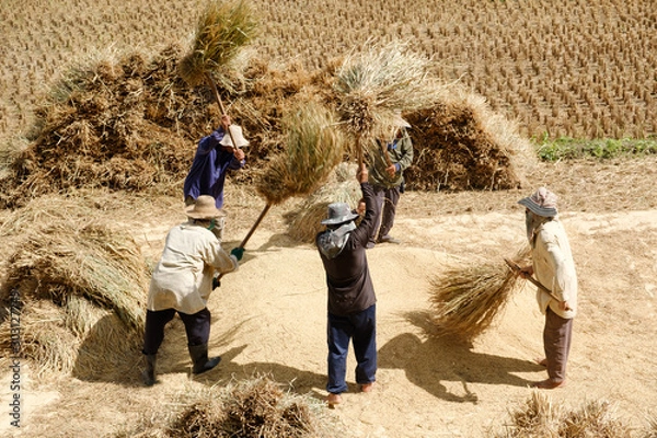 Obraz Farmer threshing grain in farm