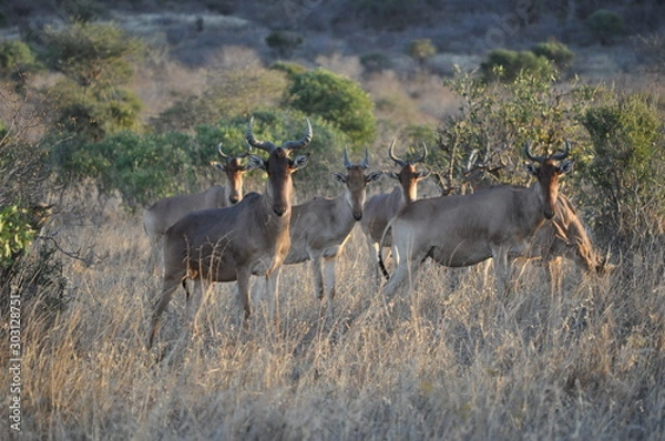 Obraz Wilderbeast in Kenya