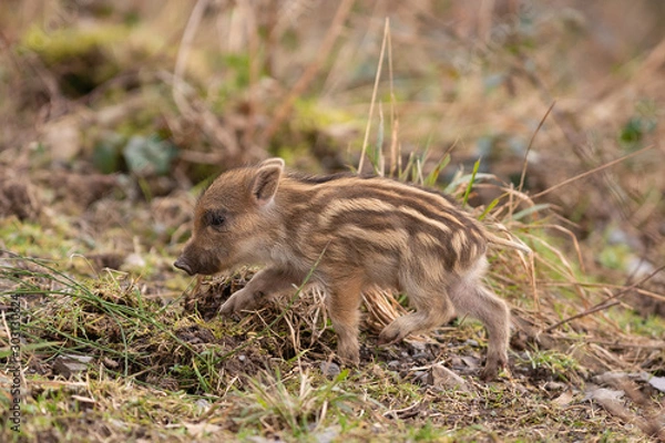 Fototapeta marcassin 