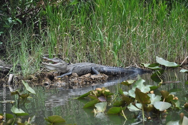 Obraz Alligator resting
