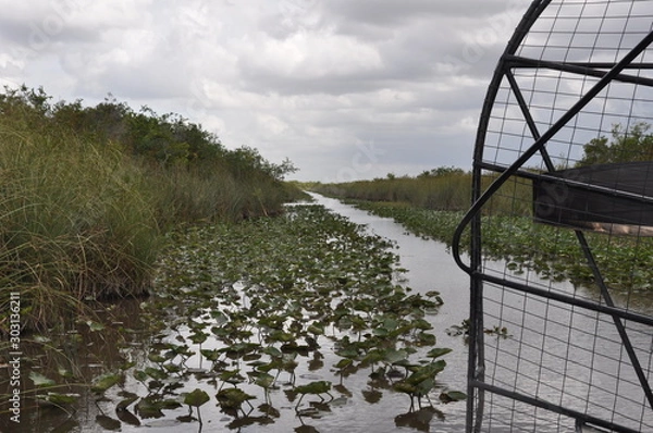 Obraz Alligator Swamp