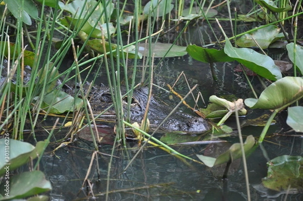 Obraz Camouflage Alligator