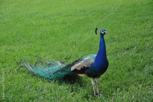 Obraz Peacock