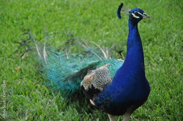 Obraz Peacock