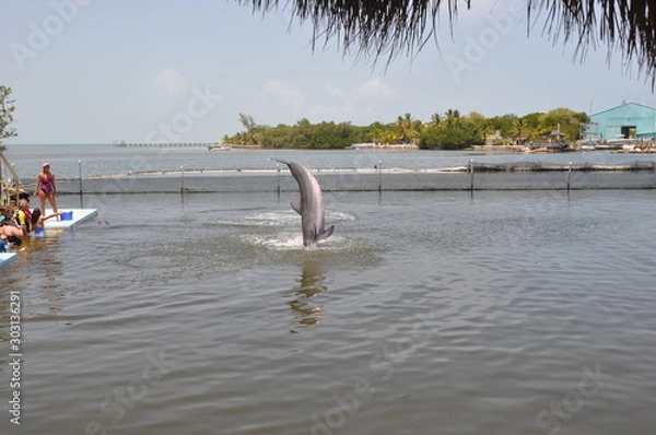 Obraz Dolphin Show