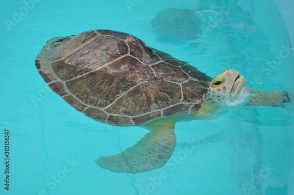 Obraz Deformed Turtel