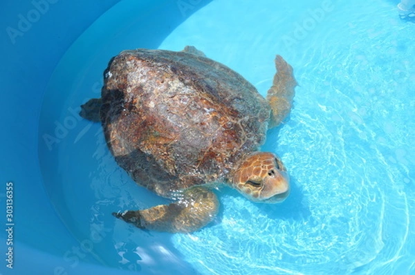 Obraz Rescsued Turtel