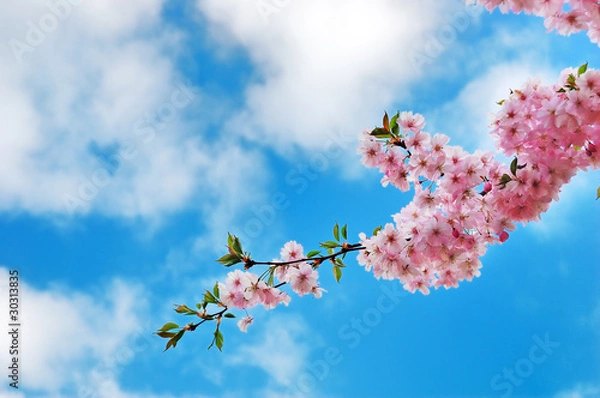 Fototapeta Blooming cherry tree branches against a cloudy blue sky