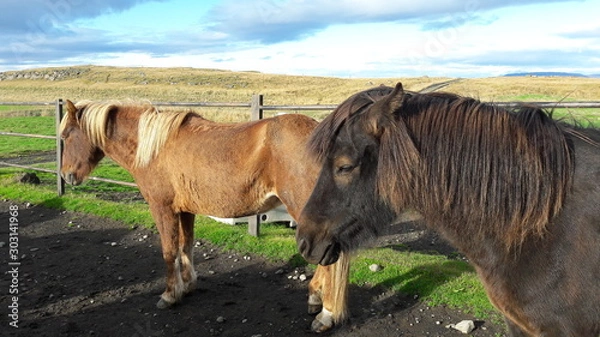 Obraz Icelandic horses