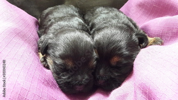 Obraz Border Terrier Puppies