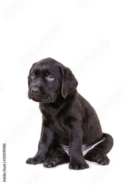Obraz Labrador puppy sits isolated on a white background
