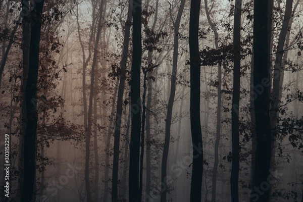 Fototapeta Misty forest with dense fog. 