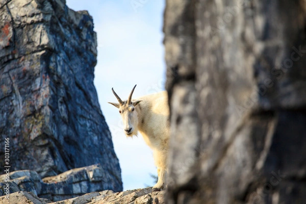 Fototapeta Mountain goat on high rock ledge