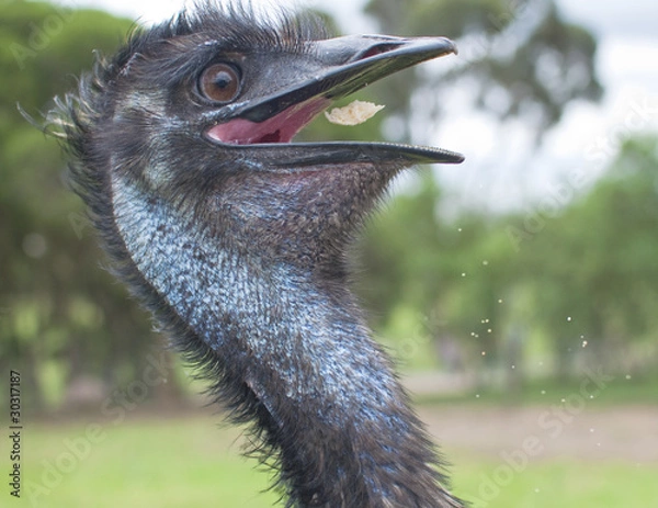Obraz Emu Lunchtime