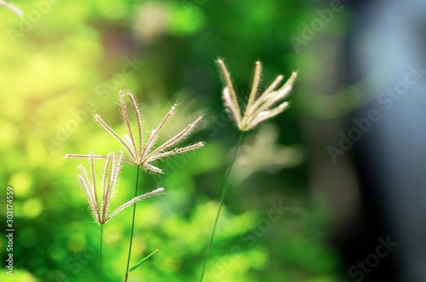 Obraz close up Indian goosegrass with lighting effect, selective focus