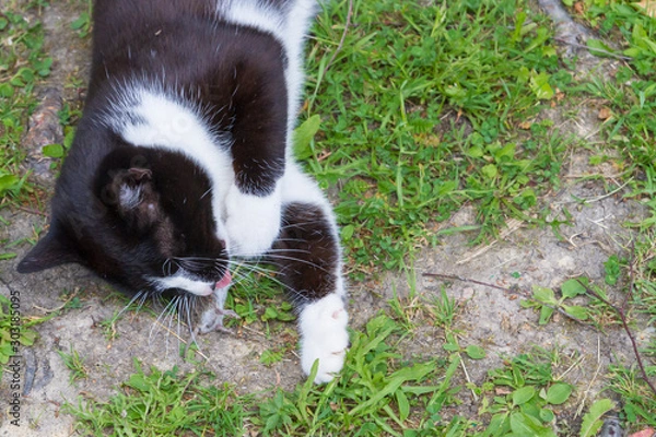 Fototapeta Black and white house cat caught a gray mouse and plays with it
