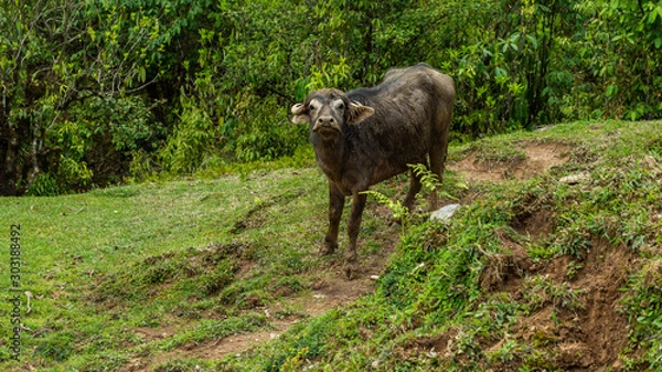 Obraz Water Buffalo in Mountains. Panchase, Nepal
