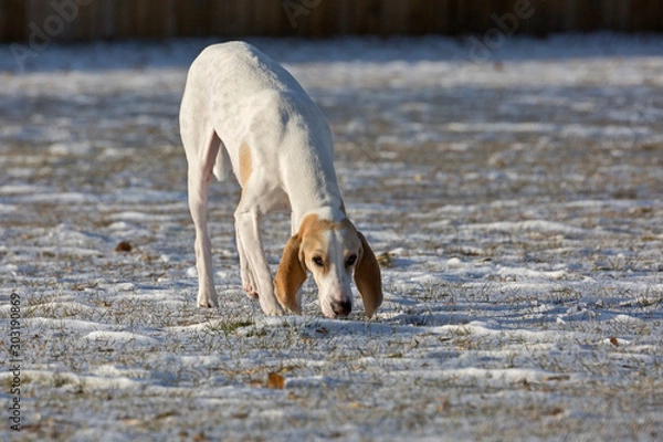 Obraz A white porcelaine hound dog in the late afternoon sun after a fall snowfall.