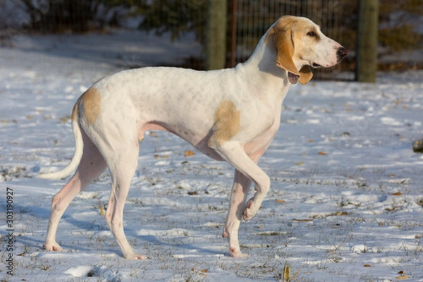Fototapeta A white porcelaine hound dog in the late afternoon sun after a fall snowfall.
