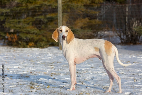 Obraz A white porcelaine hound dog in the late afternoon sun after a fall snowfall.