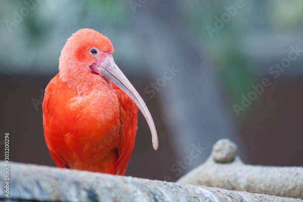 Obraz Ibis rosso