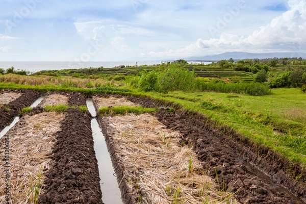 Fototapeta Valley with rice fields and trees at sunset. Bali