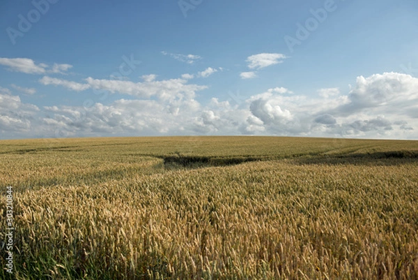 Obraz Huge cornfield and a blue sky