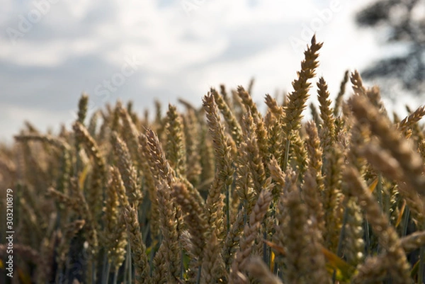 Obraz Corn field countryside in spring