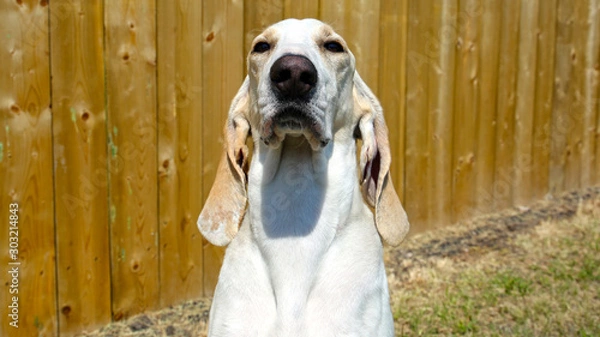 Obraz Close up eye to eye view of a Porcelaine Scent Hound