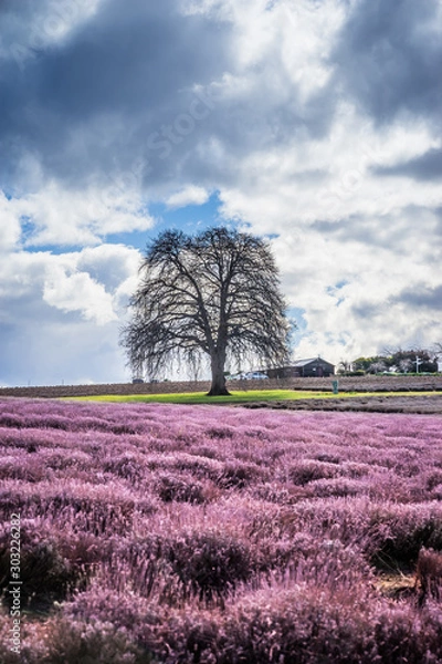 Obraz Single tree within a lavender field farm