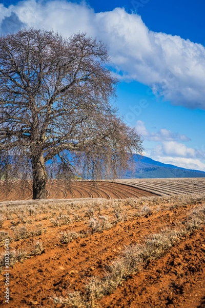 Obraz Tree in a field