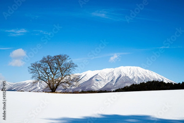 Obraz 冬の小岩井農場一本桜
