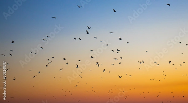 Obraz Birds in the Sunset