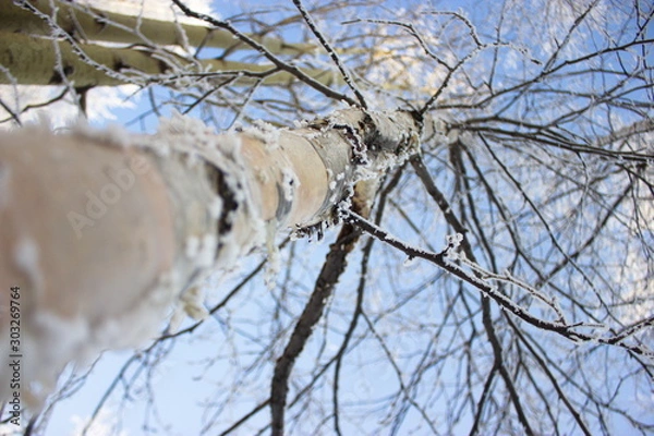 Fototapeta tree in winter