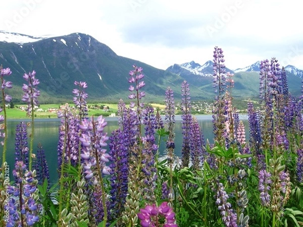 Obraz norwegian summer