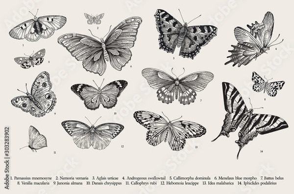 Fototapeta Motyle. Zestaw elementów do projektowania. Vintage klasycznych ilustracji wektorowych. Czarny i biały