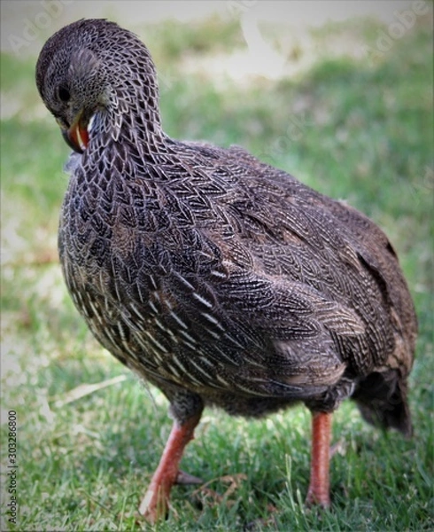 Obraz Jacobsbaai diere 3