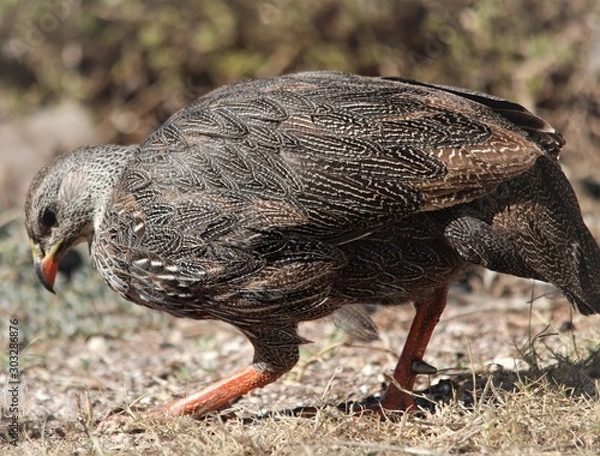 Fototapeta Jacobsbaai 12