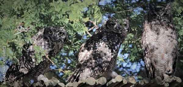 Obraz Jacobsbaai diere 4