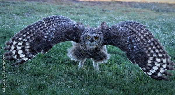 Obraz Jacobsbaai diere 5