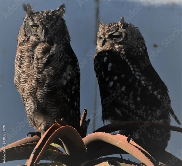 Fototapeta Jacobsbaai 8