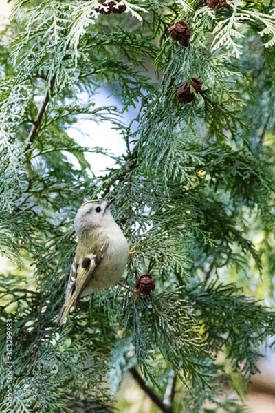 Fototapeta キクイタダキ