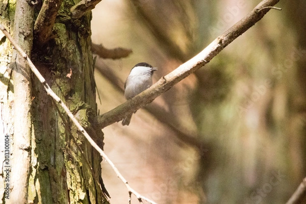 Fototapeta コガラ