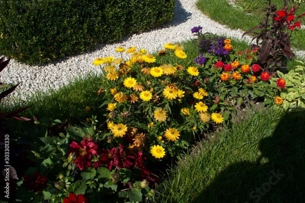 Obraz flowers in the garden