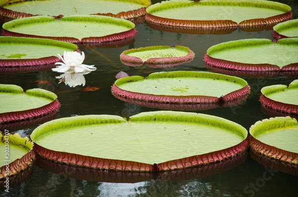 Obraz View of leafs and flower of a Victoria amazonica (Vitória-régia) in water