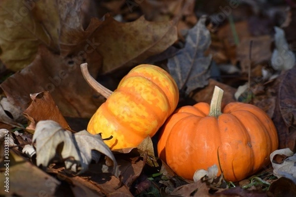 Fototapeta pumpkins and gourds