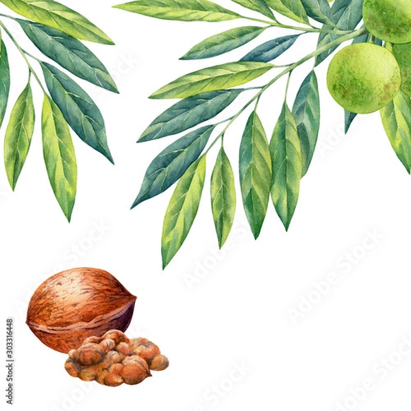 Fototapeta watercolor painting of branch walnut on white background